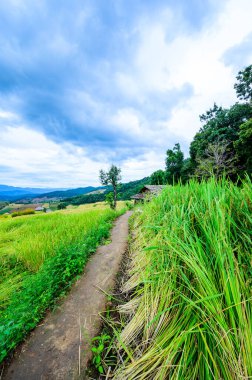 Pa Bong Piang Rice Terraces at Chiang Mai Province, Thailand.
