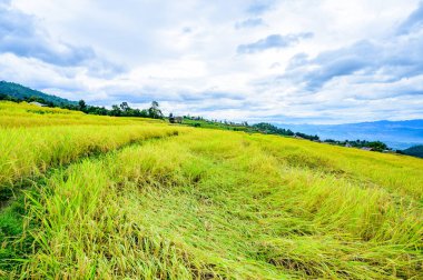Pa Bong Piang Rice Terraces at Chiang Mai Province, Thailand.