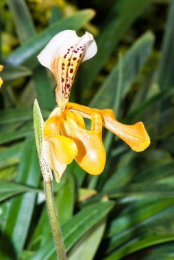 Paphiopedilum 'un (bayanın terliği) bahçedeki yakın çekimi, Tayland.