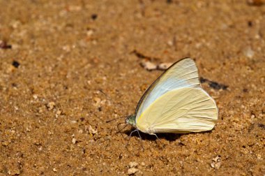 Pang Si-Da Ulusal Parkı 'nda Kelebek, Sakaeo, Thiland
