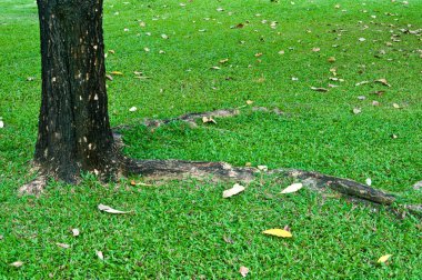 Tayland 'da, parkta güzel çimenler.