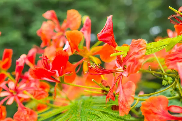 Tavuskuşu çiçekleri ağaçta, Tayland