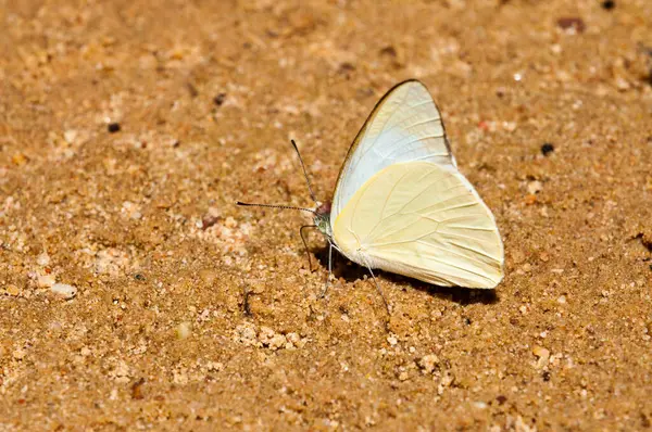 Pang Si-Da Ulusal Parkı 'nda Kelebek, Sakaeo, Thiland