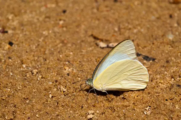Pang Si-Da Ulusal Parkı 'nda Kelebek, Sakaeo, Thiland