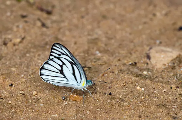 Pang Si-Da Ulusal Parkı 'nda Kelebek, Sakaeo, Thiland