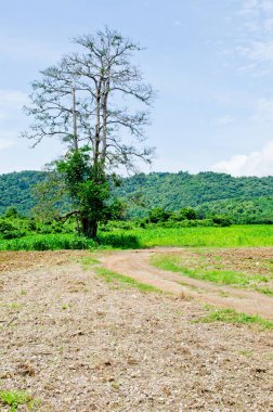 Dağlı ve mavi gökyüzü olan ağaç, Tayland.