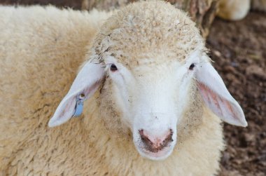 Küçük beyaz koyunun başı, Tayland.