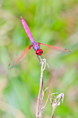 Doğal arka planda yakın plan yusufçuk, Tayland.