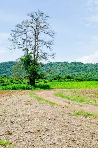 Dağlı ve mavi gökyüzü olan ağaç, Tayland.