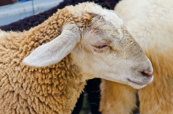 kafa kahverengi koyun, Tayland.