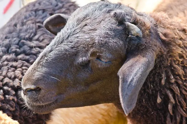 kafa kahverengi koyun, Tayland.