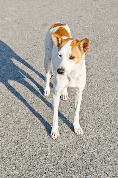 Taylandlı köpek parkta, Tayland.
