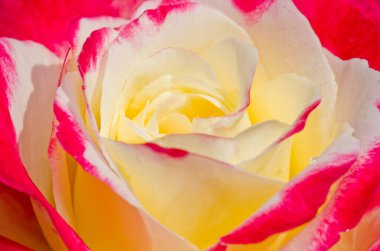 Gülün içinde, Tayland 'da.