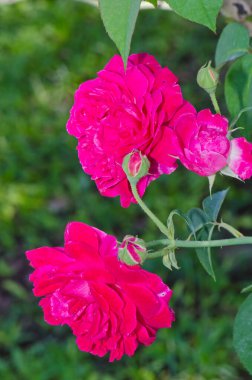 Close up of pink rose, Thailand.
