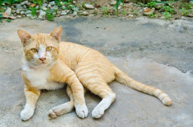 Tay kedisi nin portresi, Tayland.