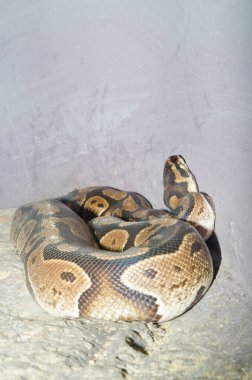 Top Python ya da Royal Python, Tayland 'a yakın.