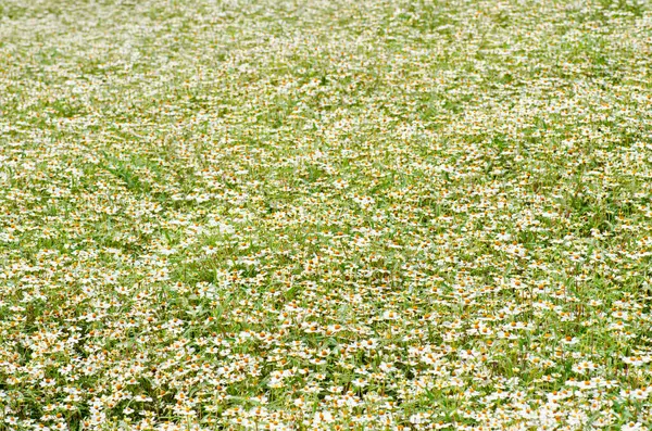 Tayland 'daki çiçek tarlasının arka planı.