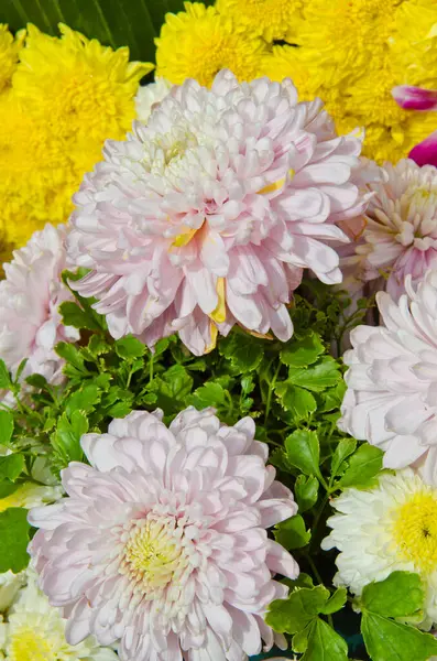 Pembe çiçek dekorasyonu arka planı, Tayland.