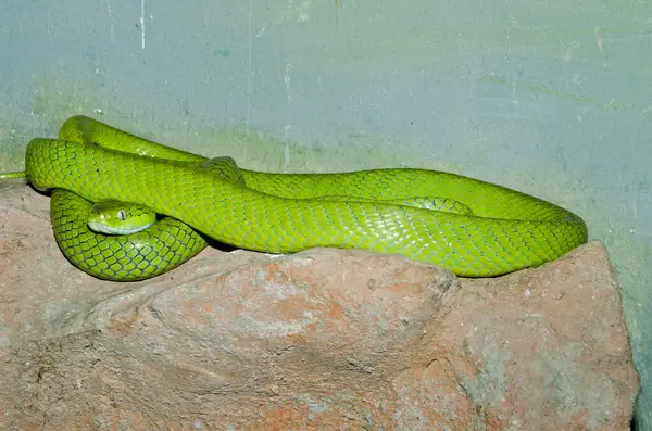Kedi gözü yeşil yılan gibi Tayland yakın çekim.
