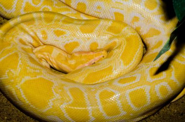 Tayland 'daki Golden Thai Python Yılanı' na yakın..