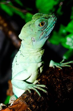 Yeşil Basilisk, Tayland 'a yakın..