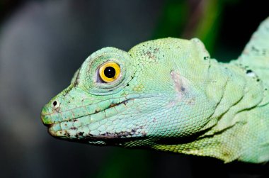 Yeşil Basilisk, Tayland 'a yakın..