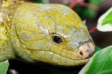 Tayland 'da Maymun Kuyruklu Kertenkele' ye yaklaş..