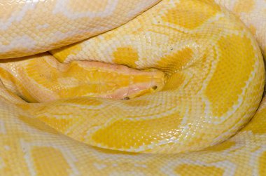 Close up of Golden Thai Python, Thailand.