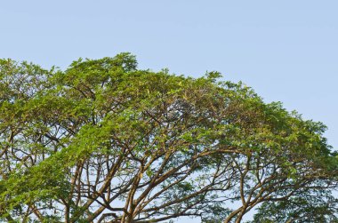 Mavi gökyüzü ile yeşil yaprak, Tayland.