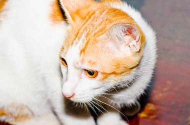 Tay kedisi nin portresi, Tayland.