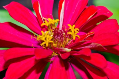 Tayland 'daki pembe zinnia çiçeğini kapat..