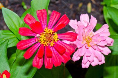 Tayland 'daki pembe zinnia çiçeğinin içine yaklaş..