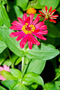 Tayland 'daki pembe zinnia çiçeğini kapat..