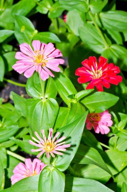 Tayland 'daki pembe zinnia çiçeğini kapat..