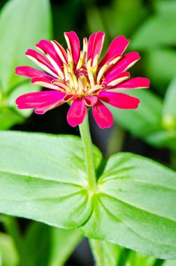 Tayland 'daki pembe zinnia çiçeğini kapat..