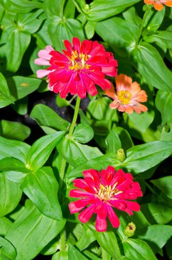 Tayland 'daki kırmızı zinya çiçeğine yaklaş..