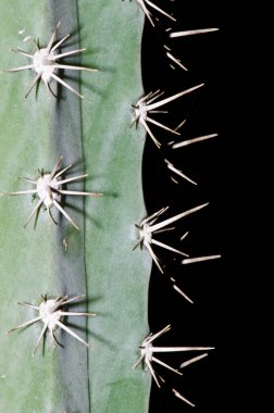 Çok sayıda kaktüs dikenini kapatın, Tayland.