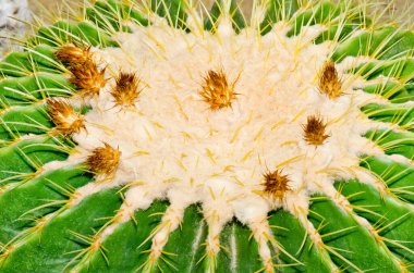Echinocactus Grusonii Kaktüsü, Tayland.