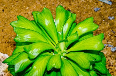 Euphorbia Poinsonii Pax Tesisi, Tayland.