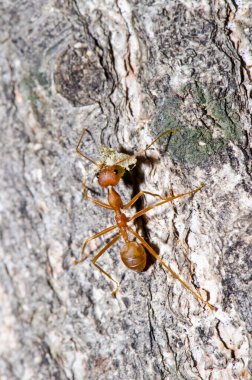 Ağaçta kırmızı karınca, Tayland.