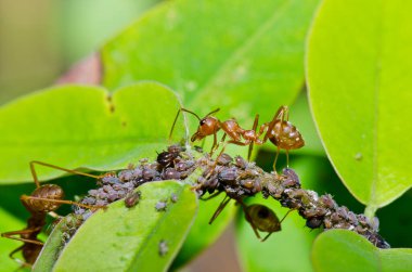 Ağaçta kırmızı karıncalar, Tayland.