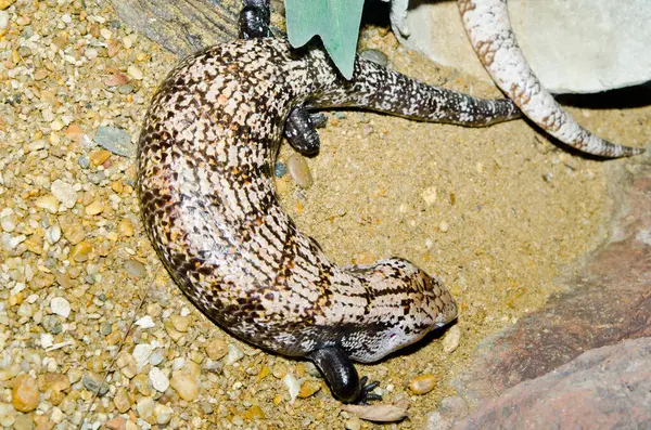 Tayland 'ın mavi dilli kertenkelesine yakın durun..