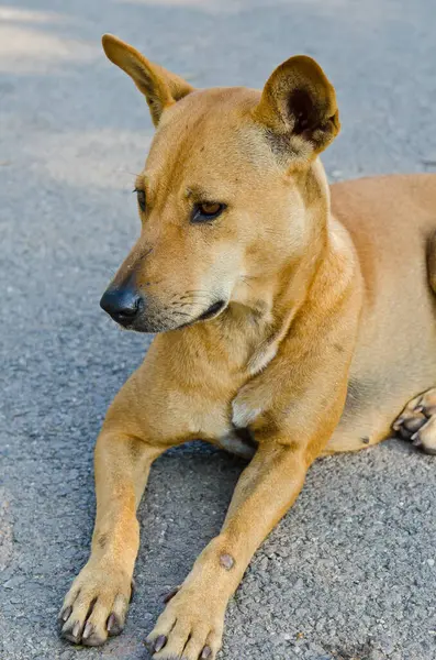 bahçede, Tayland Tayland köpek.