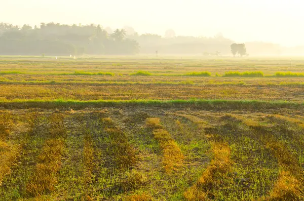 Sabah ışığında pirinç tarlası, Tayland.