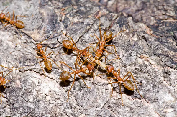 Ağaçta kırmızı karıncalar, Tayland.
