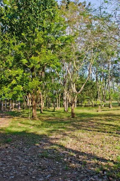Tayland 'ın Sakaeo ilindeki kamu parkının manzarası.