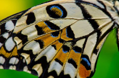 Kelebek kanadının dokusu, Tayland.
