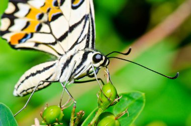 Beautiful butterfly on flower in public park, Thailand.