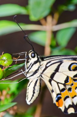Beautiful butterfly on flower in public park, Thailand.