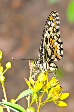 Beautiful butterfly on flower in public park, Thailand.